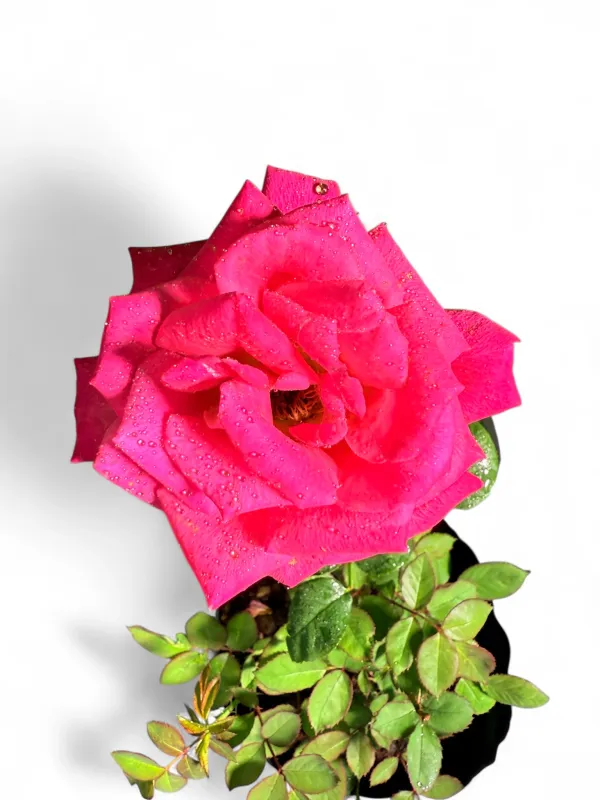Rose "Klerksdorp Harrison" Bush 5Liter