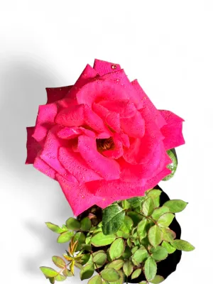 Rose "Klerksdorp Harrison" Bush 5Liter