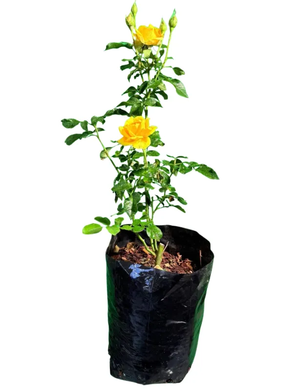 Rose Bush Gold Reef 5Liter