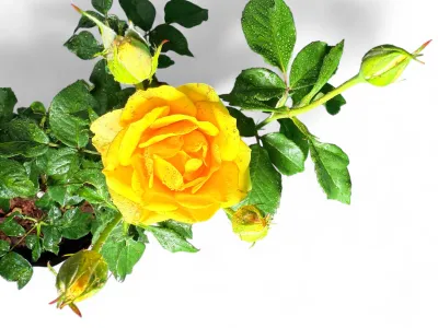Rose "Gold Reef" Bush 5Liter
