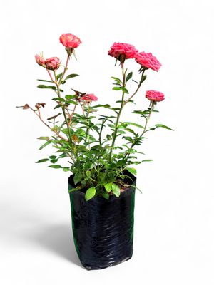 Rose Bush Perine 5Liter