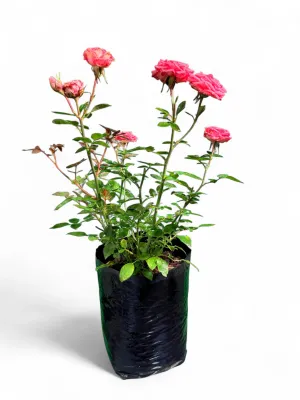 Rose Bush Perine 5Liter