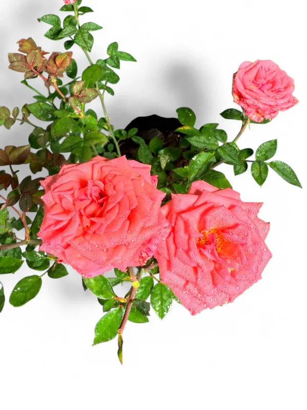 Rose "Perine" Bush 5Liter