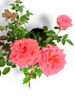 Rose "Perine" Bush 5Liter