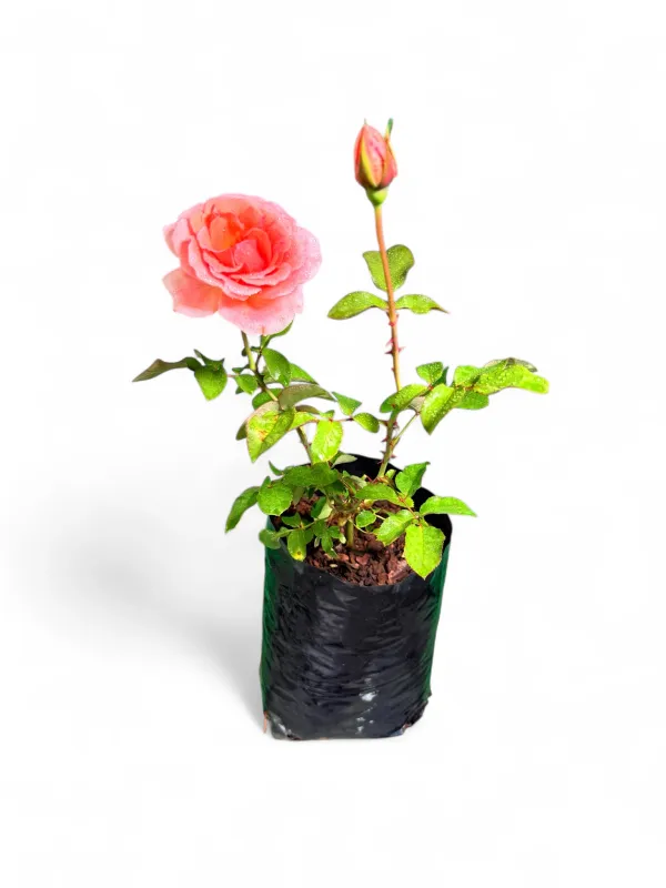 Rose Bush Myra Stegman 5Liter