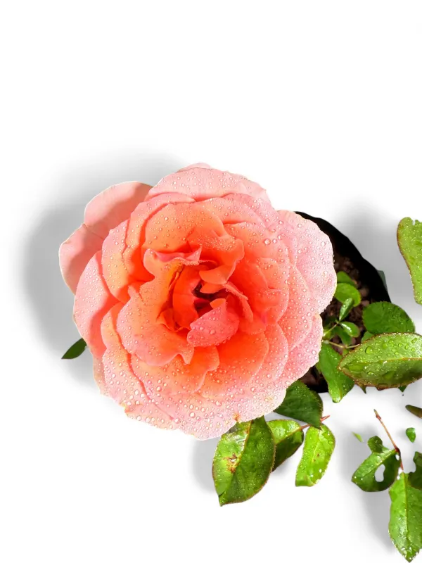 Rose "Myra Stegman" Bush 5Liter