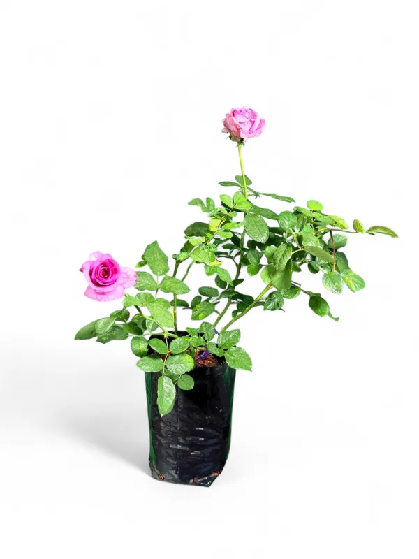 Rose Bush Zulu Royal 5Liter