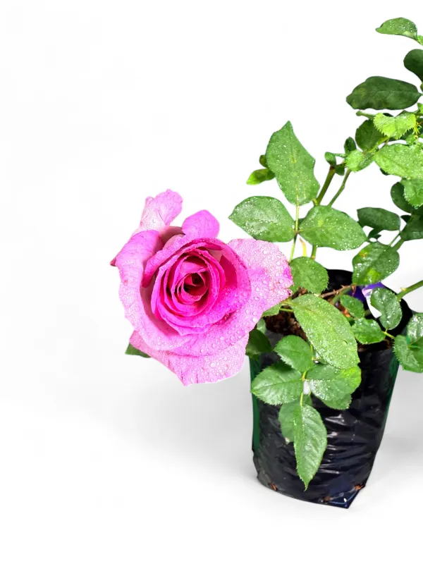 Rose "Royal Zulu" Bush 5Liter