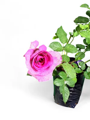 Rose "Royal Zulu" Bush 5Liter