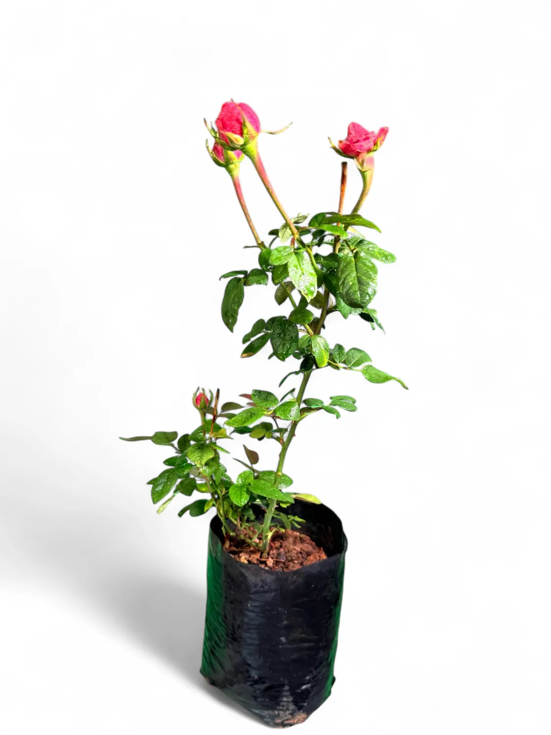 Rose Bush Pink Dallas 5Liter