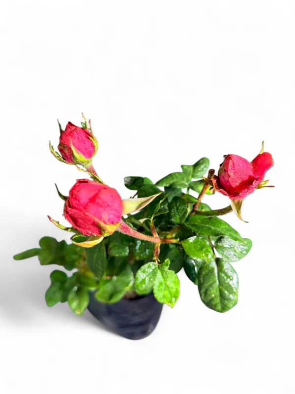Rose "Pink Dallas" 5Liter