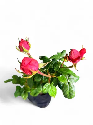 Rose "Pink Dallas" 5Liter