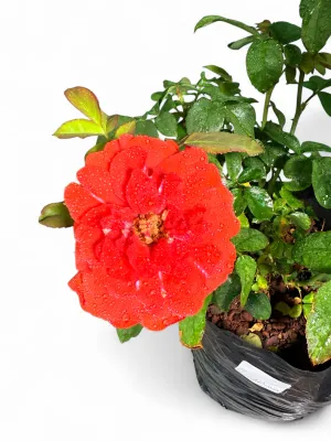 Rose Satchmo "Tros Roos" Bush 4Liter