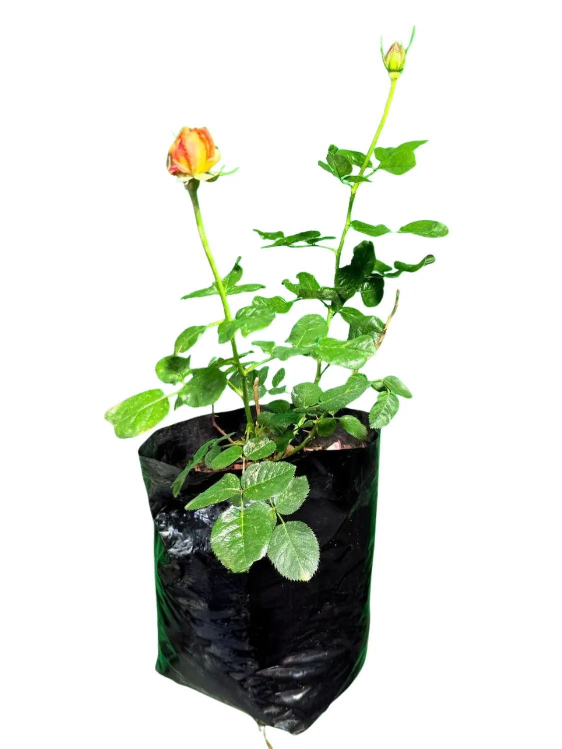 Rose Bush Hannelie Rupert 5Liter