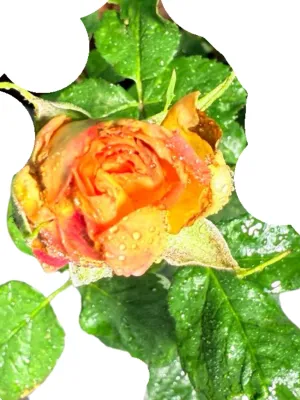 Rose "Hannelie Rupert" Bush 5Liter