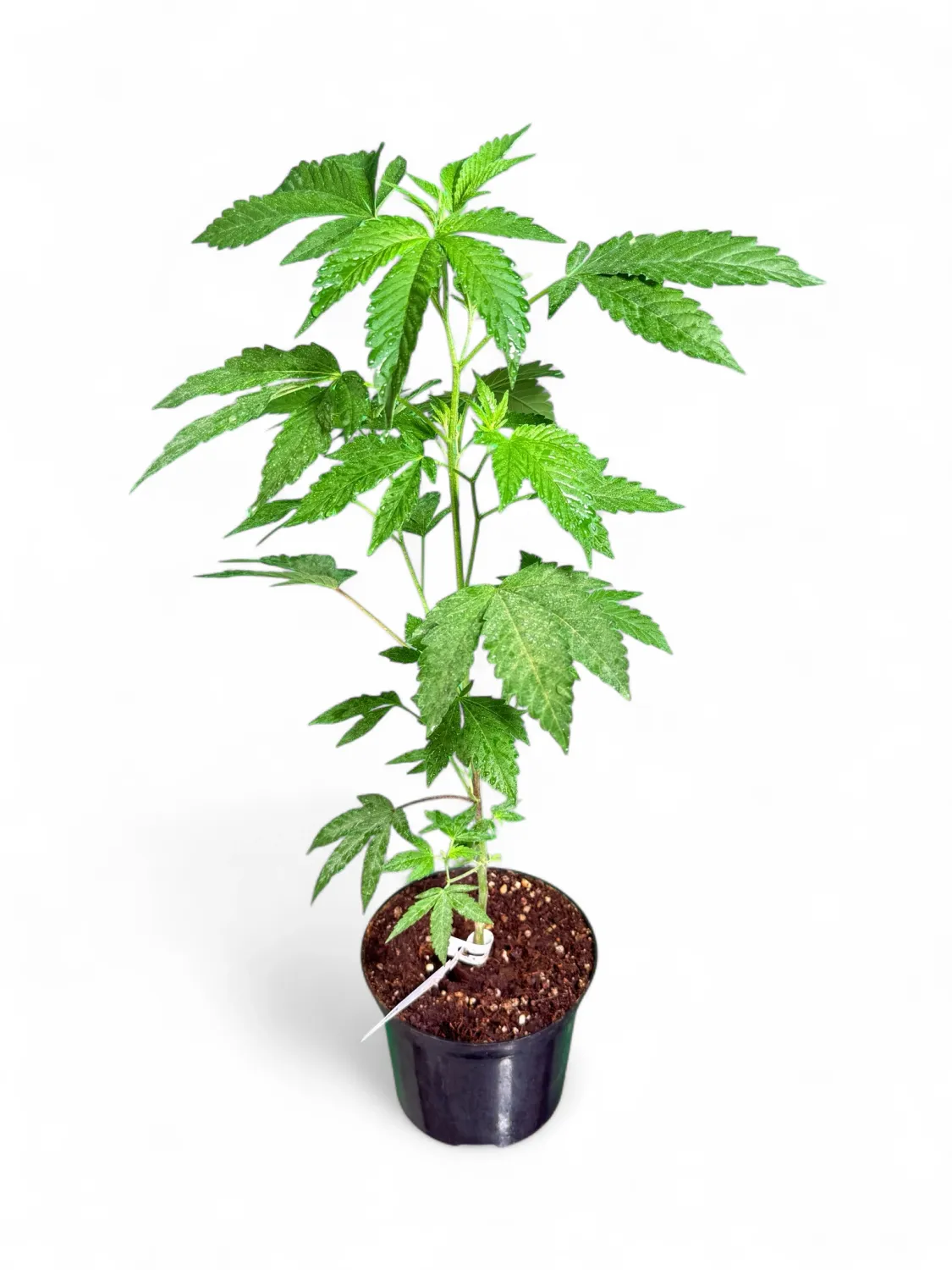 Cherry Biscotti  Cannabis Clone