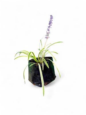 Liriope Muscari "Lily Turf" Variegata 2Liter