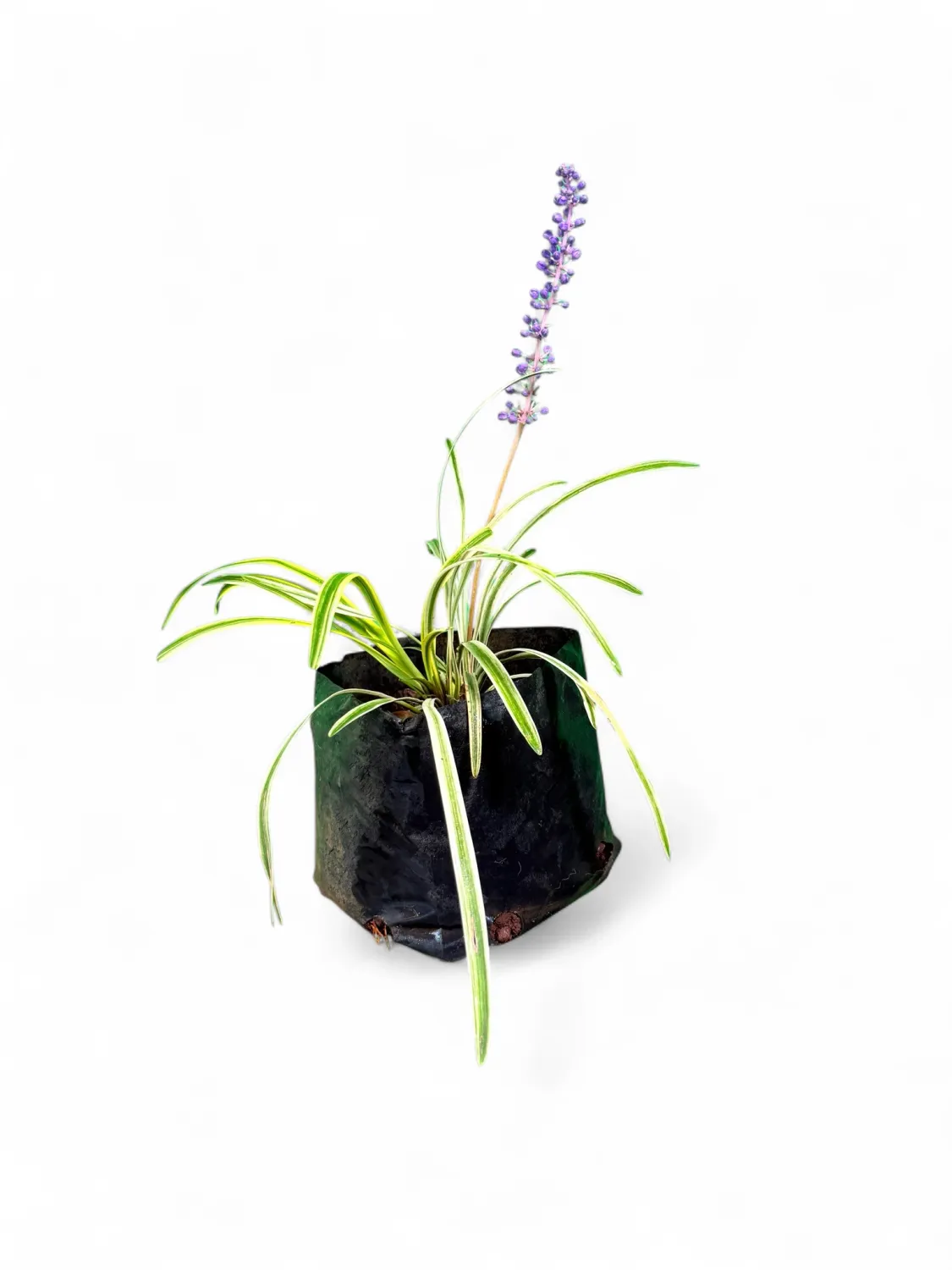 Liriope Muscari "Lily Turf" Variegata 2Liter