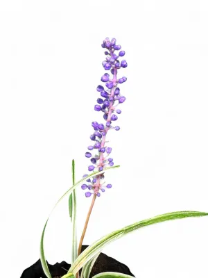 Liriope Muscari Variegata "Lily Turf" 2Liter