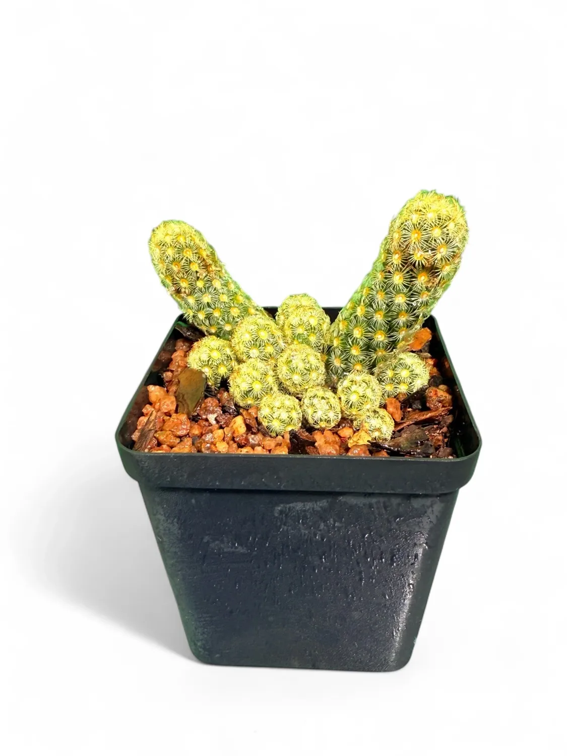 Mammillaria Elongata "Gold Lace Cactus" 8cm Pot