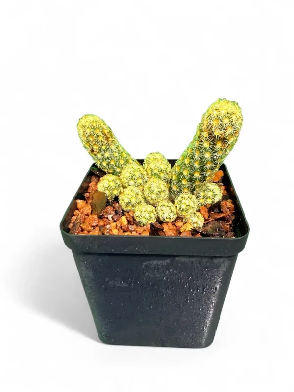 Mammillaria Elongata "Gold Lace Cactus" 8cm Pot