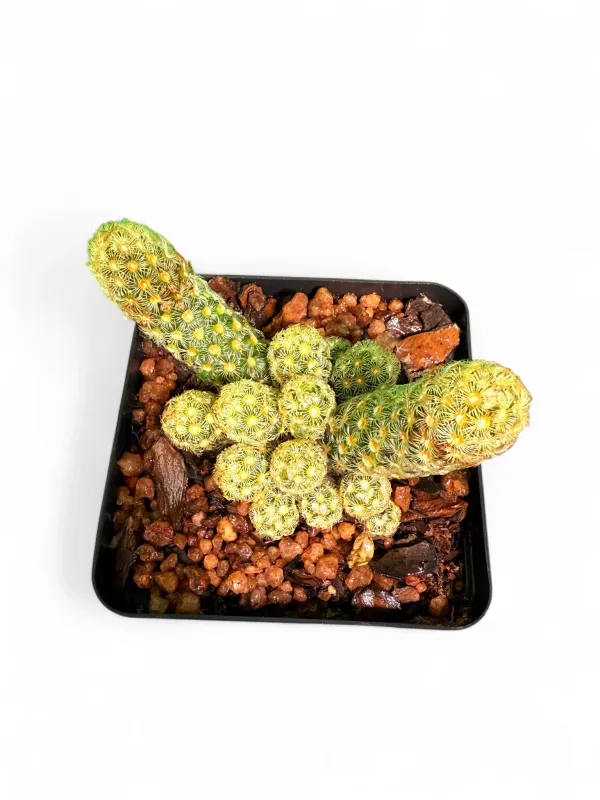 Mammillaria Elongata "Gold Lace Cactus" 8cmPot