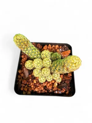 Mammillaria Elongata "Gold Lace Cactus" 8cmPot