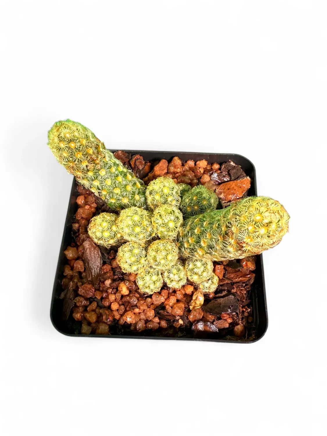 Mammillaria Elongata "Gold Lace Cactus" 8cmPot