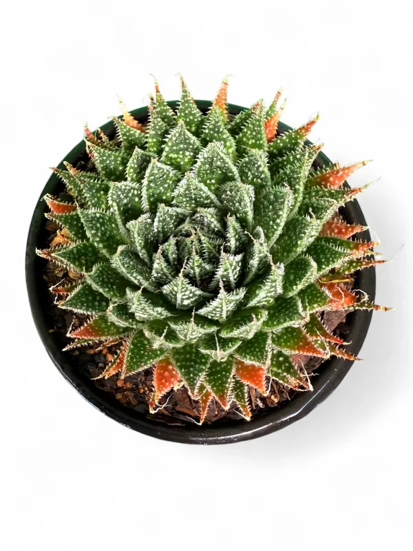 Aloe Aristata "Torch Plant 12cmPot