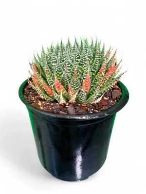 Aloe Aristata "Torch Plant 12cmPot