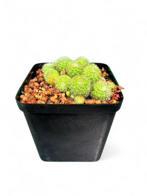 Rebutia Pulvinata Cactus 8cm Pot
