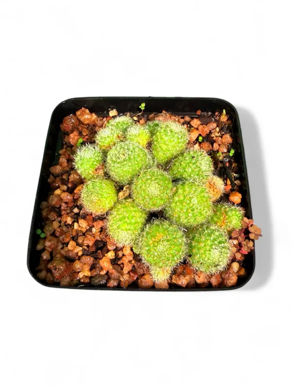 Rebutia Pulvinata  "Cushion Cactus" 8cmPot