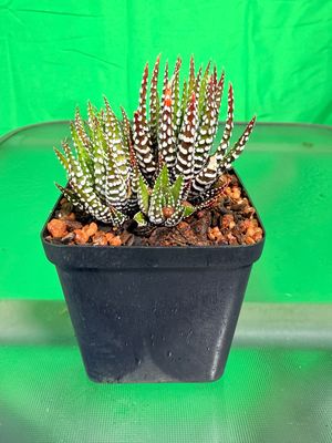 Haworthiopsis Attenuata "Zebra" 8cm Pot