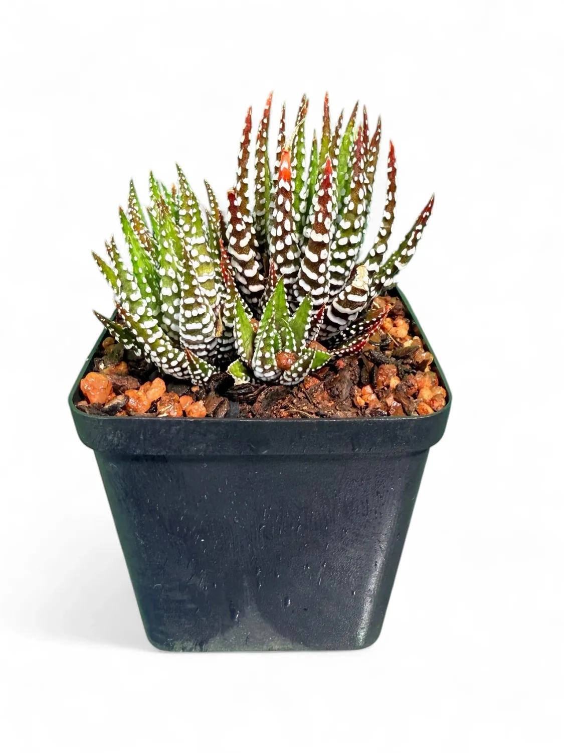 Haworthiopsis Attenuata "Zebra" 8cm Pot
