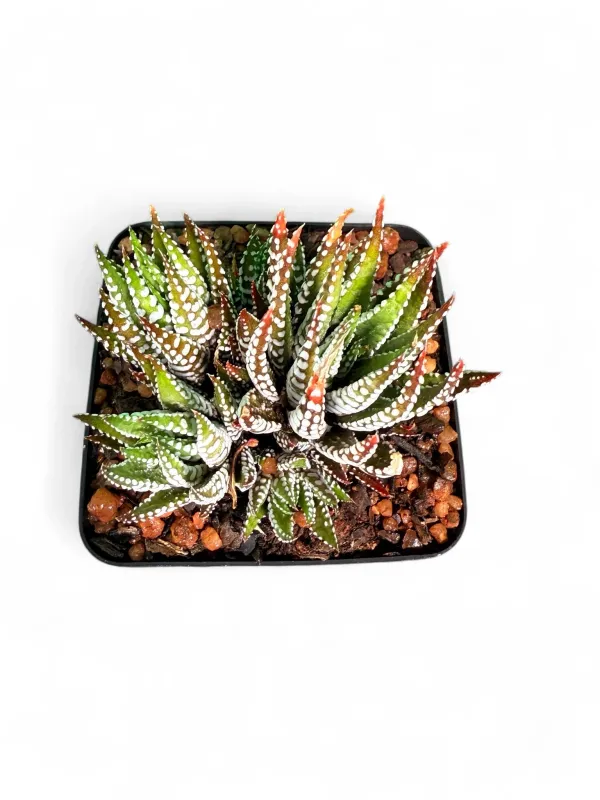 Haworthiopsis Attenuata "Zebra Cactus" 8cmPot