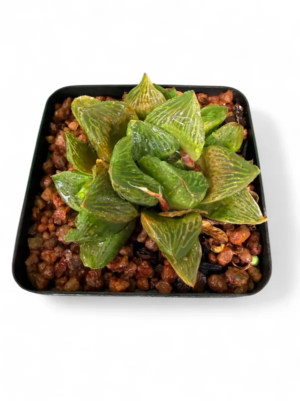 Haworthia Cooperi Truncata "Crystal Haworthia" 8cmPot