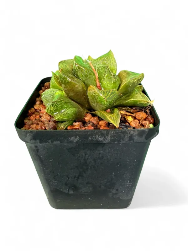 Haworthia Iguana 8cm Pot