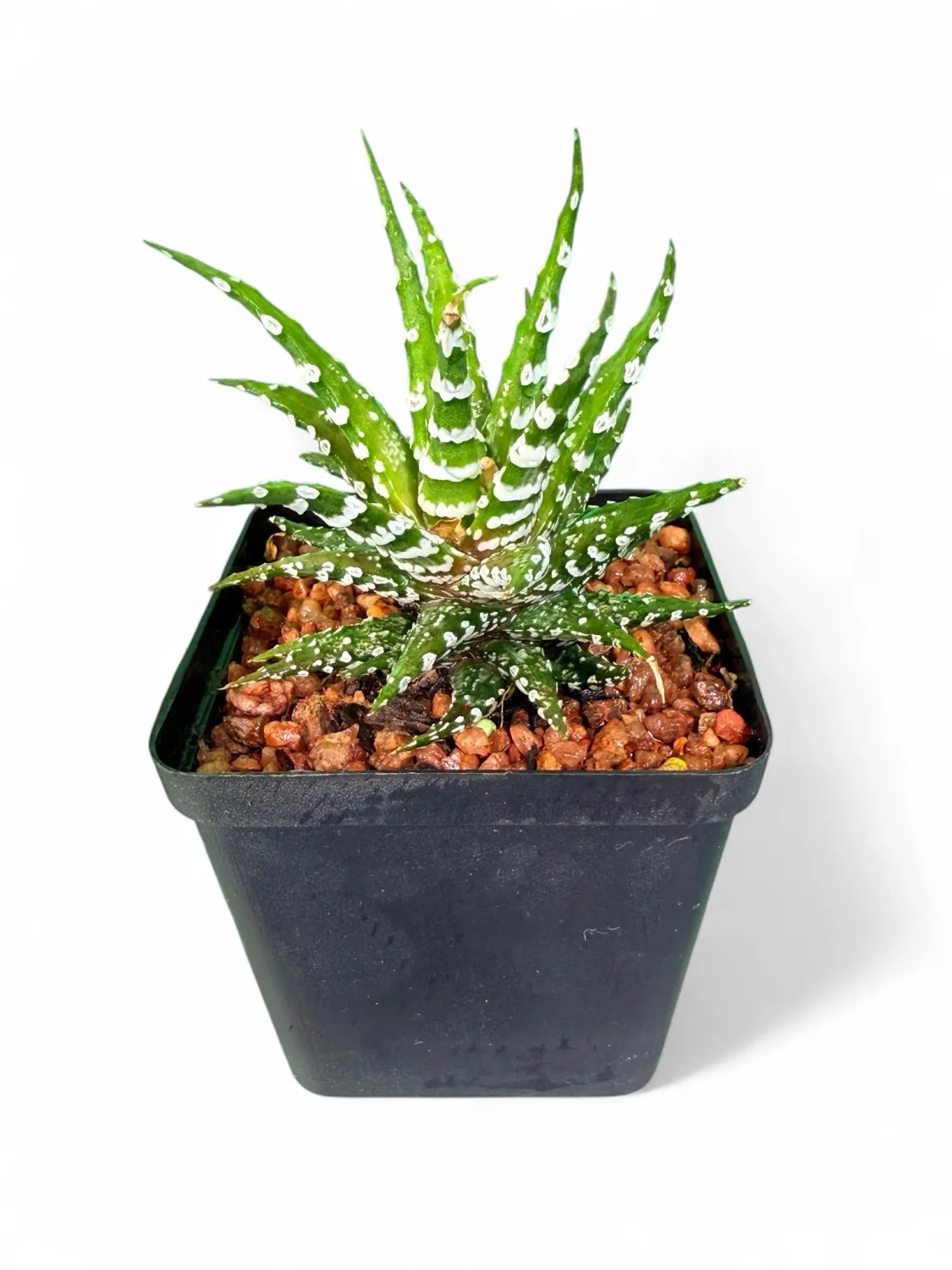 Haworthiopsis Attenuata "Bones" 8cm Pot