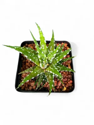 Haworthiopsis Attenuata "Bones Zebra Haworthia" 8cmPot