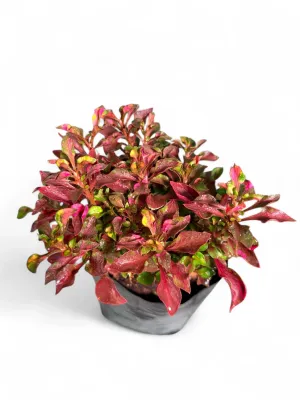 Alternanthera Ficoidea "Pink" 1Liter