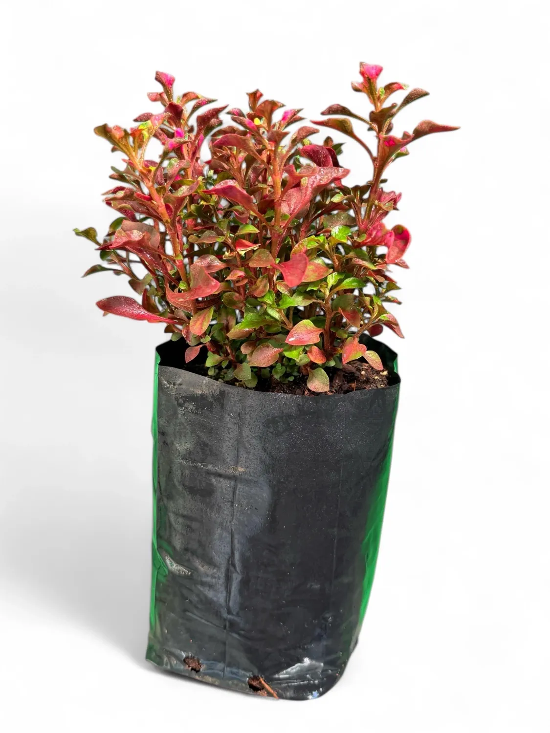 Alternatera Pink 1Liter