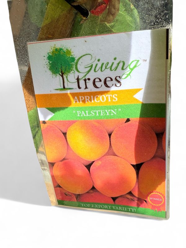Apricot Palsteyn 10Liter
