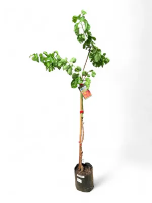 Prunus Armeniaca "Apricot Palsteyn" 10Liter