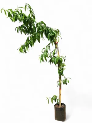 Prunus Persica "Peach Boland' 10Liter