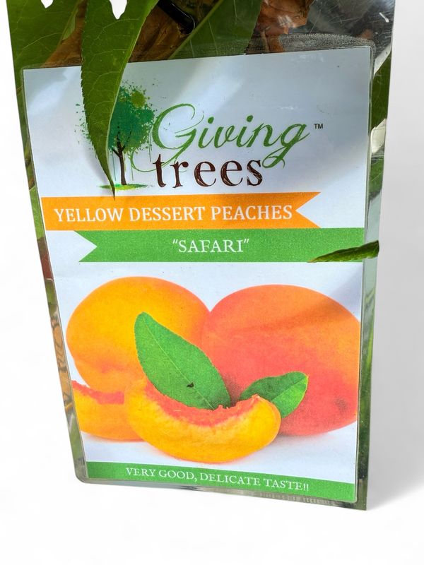 Peach Safari 10Liter