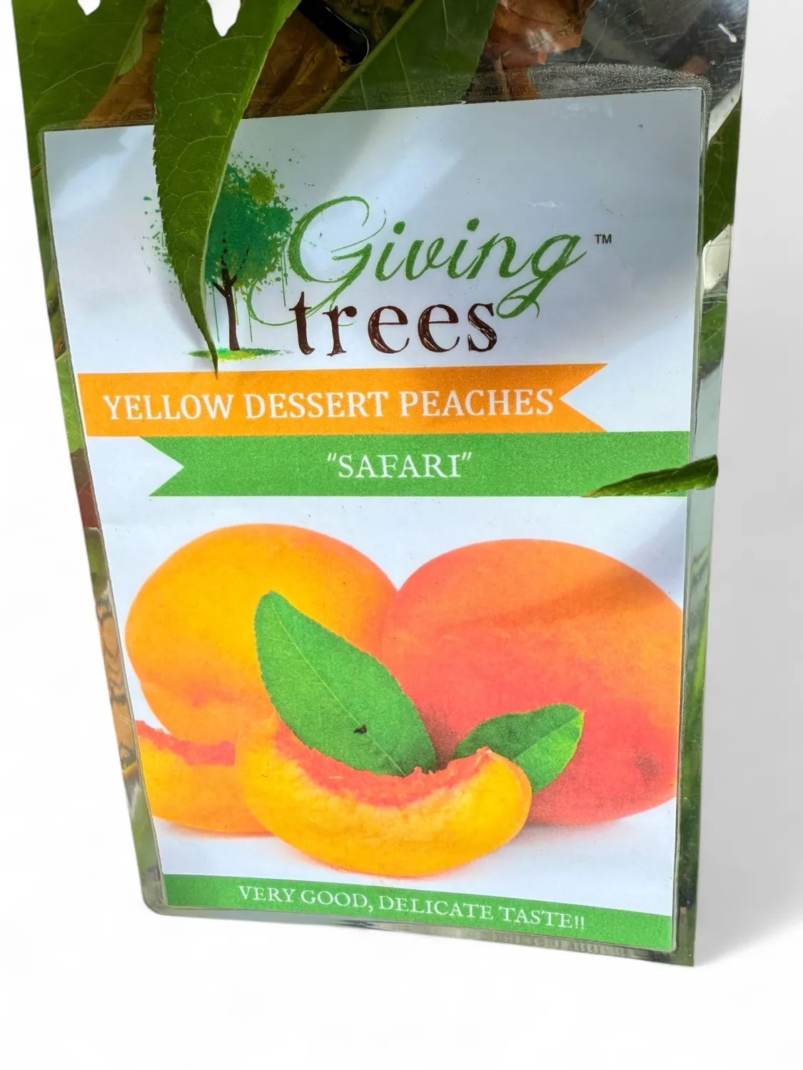 Peach Safari 10Liter