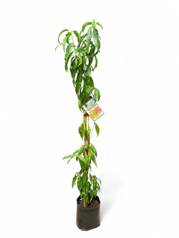 Prunus Persica "Peach Safari" 10Liter