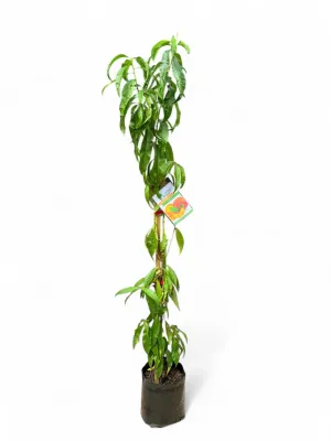 Prunus Persica "Peach Safari" 10Liter