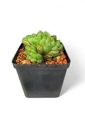 Haworthia Cooperi 8cm Pot