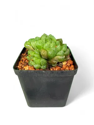 Haworthia Cooperi 8cm Pot